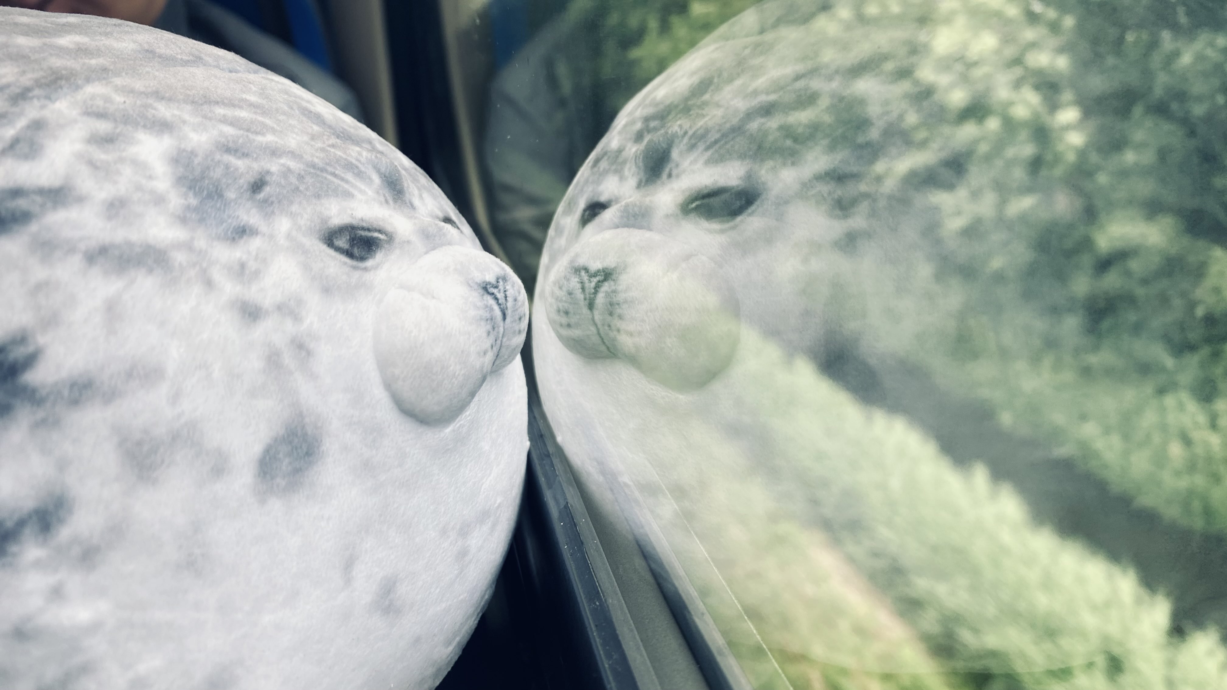 babito stares at its reflection on window train