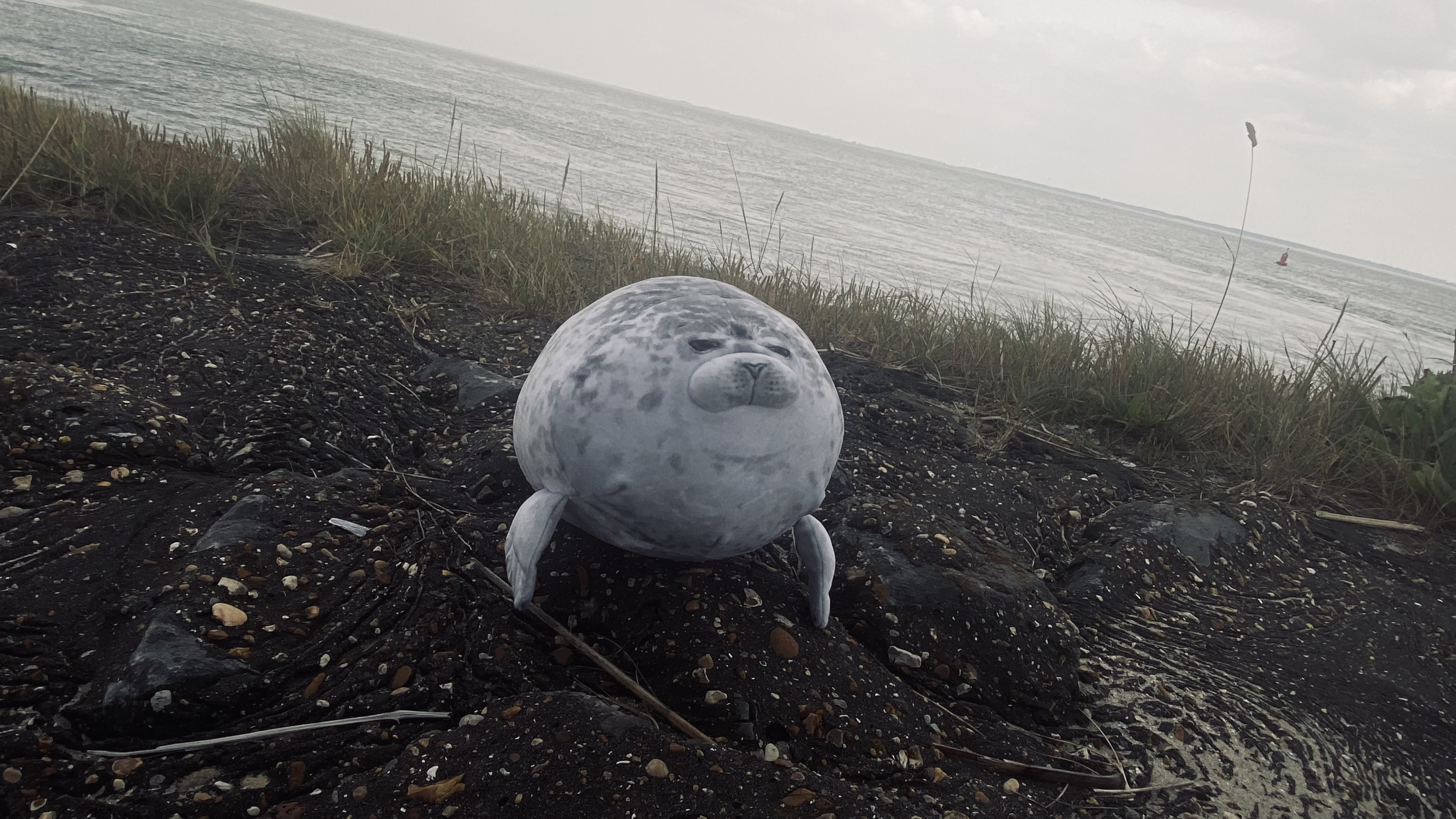 babito on the shores of vlissingen